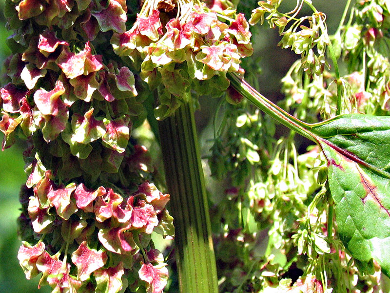 Rumex alpinus L. / Rabarbaro alpino.
